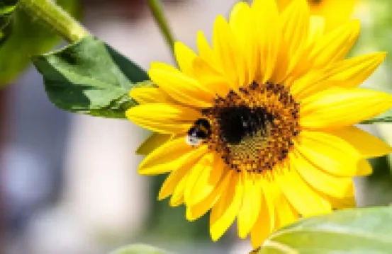 斯特姆尼察石頭住宅 - 舒適的山間度假