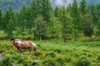 Dream Adventure Mongolia Hotels in Bayanzurkh