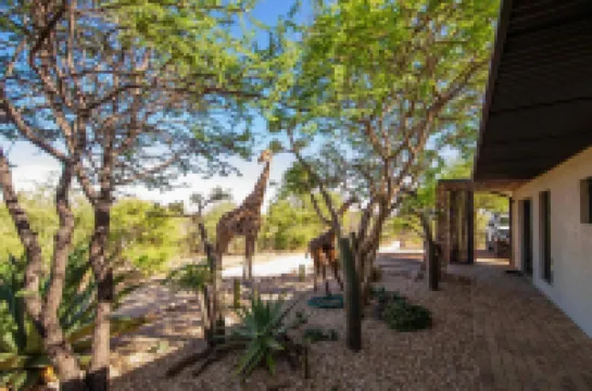 溫德和克野生動物營地 住宿飯店