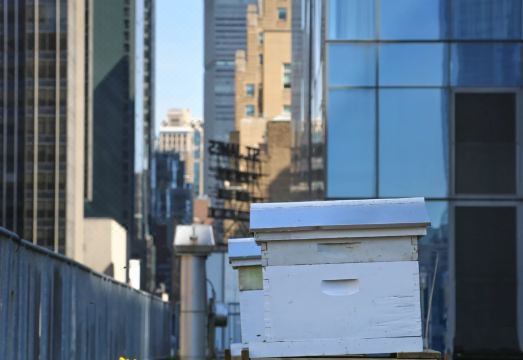 인터컨티넨탈 타임스퀘어