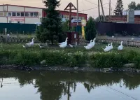 Hutorok Hotels in Tosnensky District