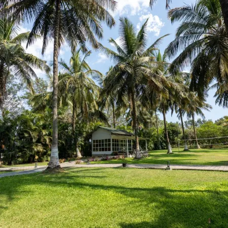 The Mangifera