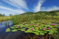 Barrington Hideaway- River Cottages - Boutique