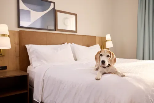 Staybridge Suites NEWCASTLE by IHG - Pet friendly