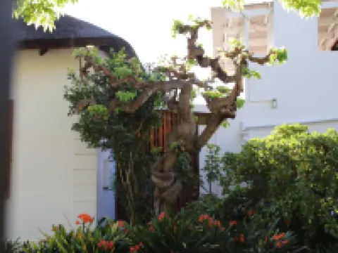 佩託之家旅館 羅伯遜酒店