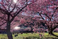 Kawazu Log House - Mountain view