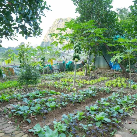 Cat Ba Countryside Homestay