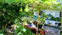 Coco Happy Farm - Wifi