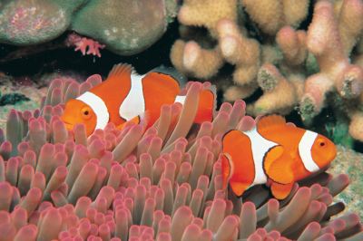 その他 シェラトングランドミラージュリゾート、ポートダグラスの写真