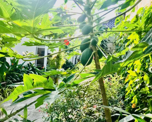 日光平房 外觀 Photos