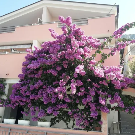 Apartments Galic