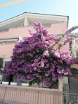 Apartments Galic - 3-Star