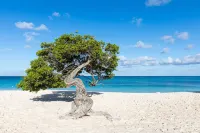 Joia Aruba by Iberostar - Beach