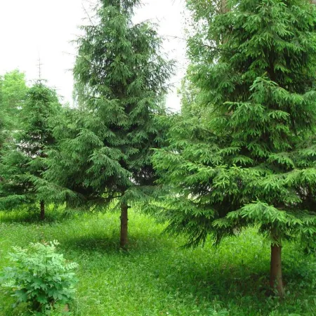 Аэропорт Плаза
