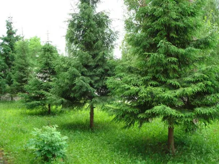 Аэропорт Плаза