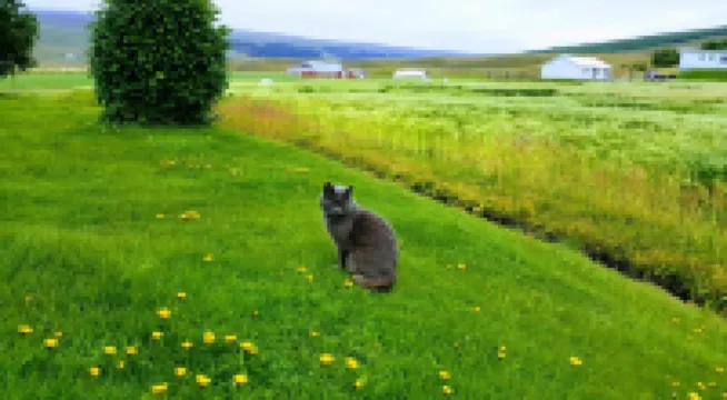 Breidamyri Farm Apartments Hotels in Þingeyjarsveit