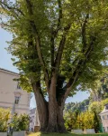 Residence Mozart by Welcome to Salzburg -  Privatzimmer