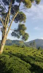 Glamping di Gunung Bangku