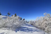 Aara Wakka