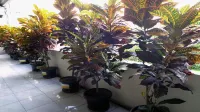 Griya Surya Hostel Hotels in Grogol