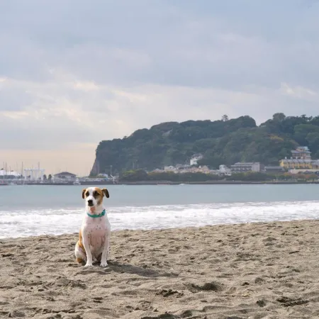 R.Kamakura