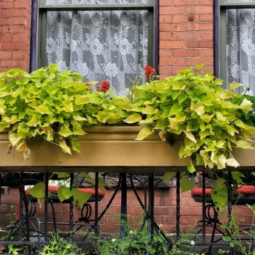 Buffalo Harmony House