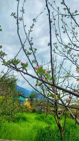 The Trip House, Manali Отели рядом с достопримечательностью «Igloo stay sethan»