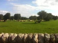 Masseria Pelosella B&B
