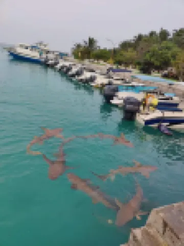 Rashuthere Maldives Hotel di Rasdhoo