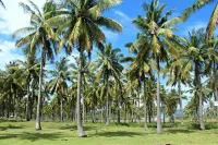 Sea Shell Resort - 3-Star