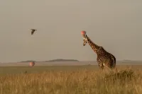 Kinara, a Luxury Collection Safari Camp, Masai Mara - salle de sport