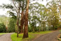 Tarra Valley Retreat - 2-Star
