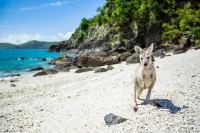 Daydream Island Resort - Ocean View