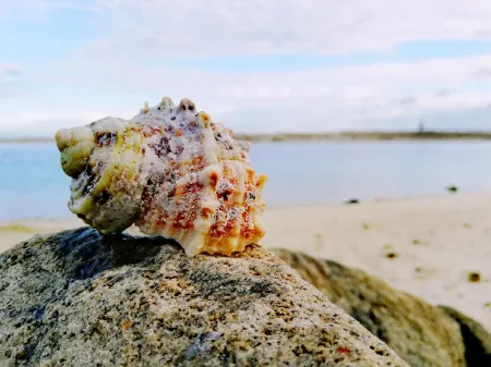 Beach Heaven Maldives - Golden Turtle Guest House Отели рядом с достопримечательностью «Hudhuranfushi»