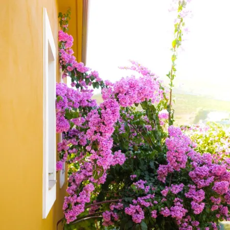 Quinta Dona Matilde