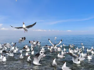 Qinghai Lake The Holy Spring Bay (Cliff)