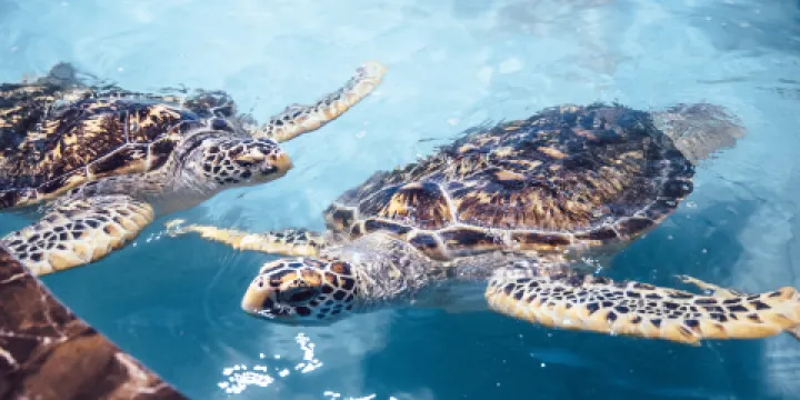 鹽城海昌海洋探索館