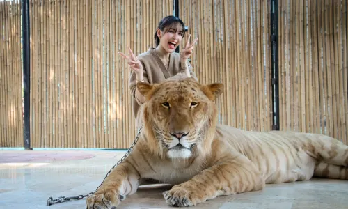 Sriayuthaya Lion Park
