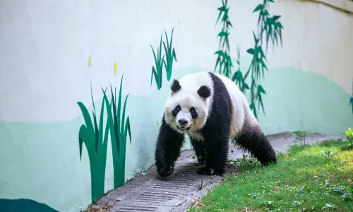 Tianmu Lake Nanshan Bamboo Sea Scenic Spot