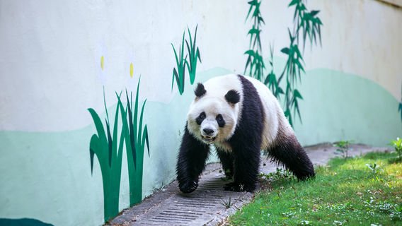 Tianmu Lake Nanshan Bamboo Sea Scenic Spot