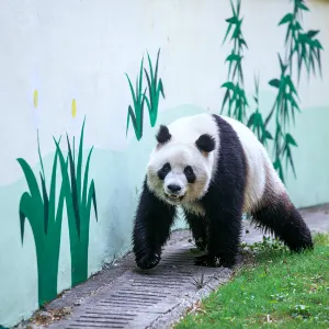 天目湖南山竹海