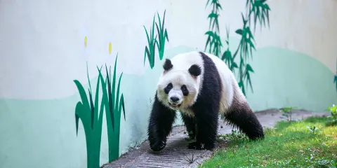 天目湖南山竹海景區