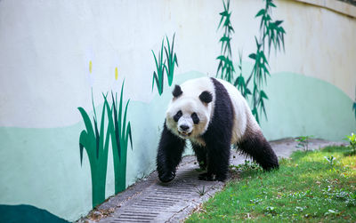 Tianmu Lake Nanshan Bamboo Sea Scenic Spot