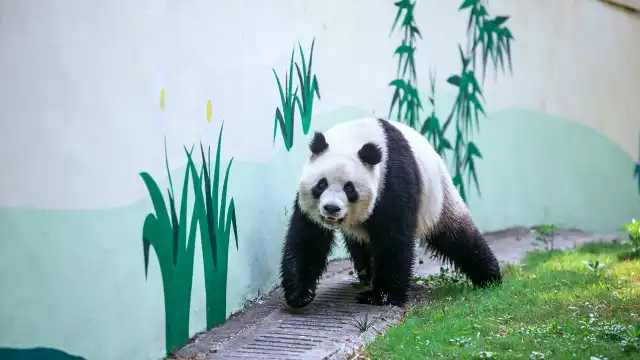 天目湖南山竹海