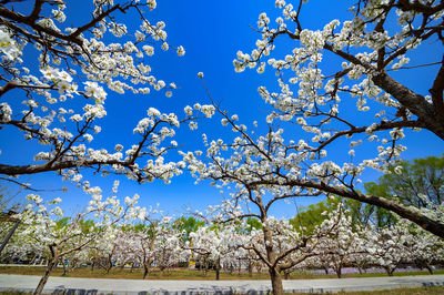 Dingxiang Ecotourism Resort
