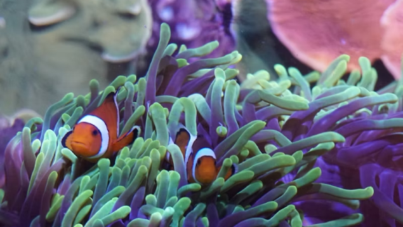 Acquario di Siviglia