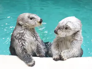 도바 수족관