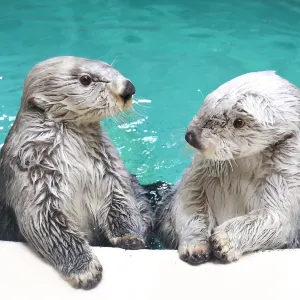鳥羽水族館
