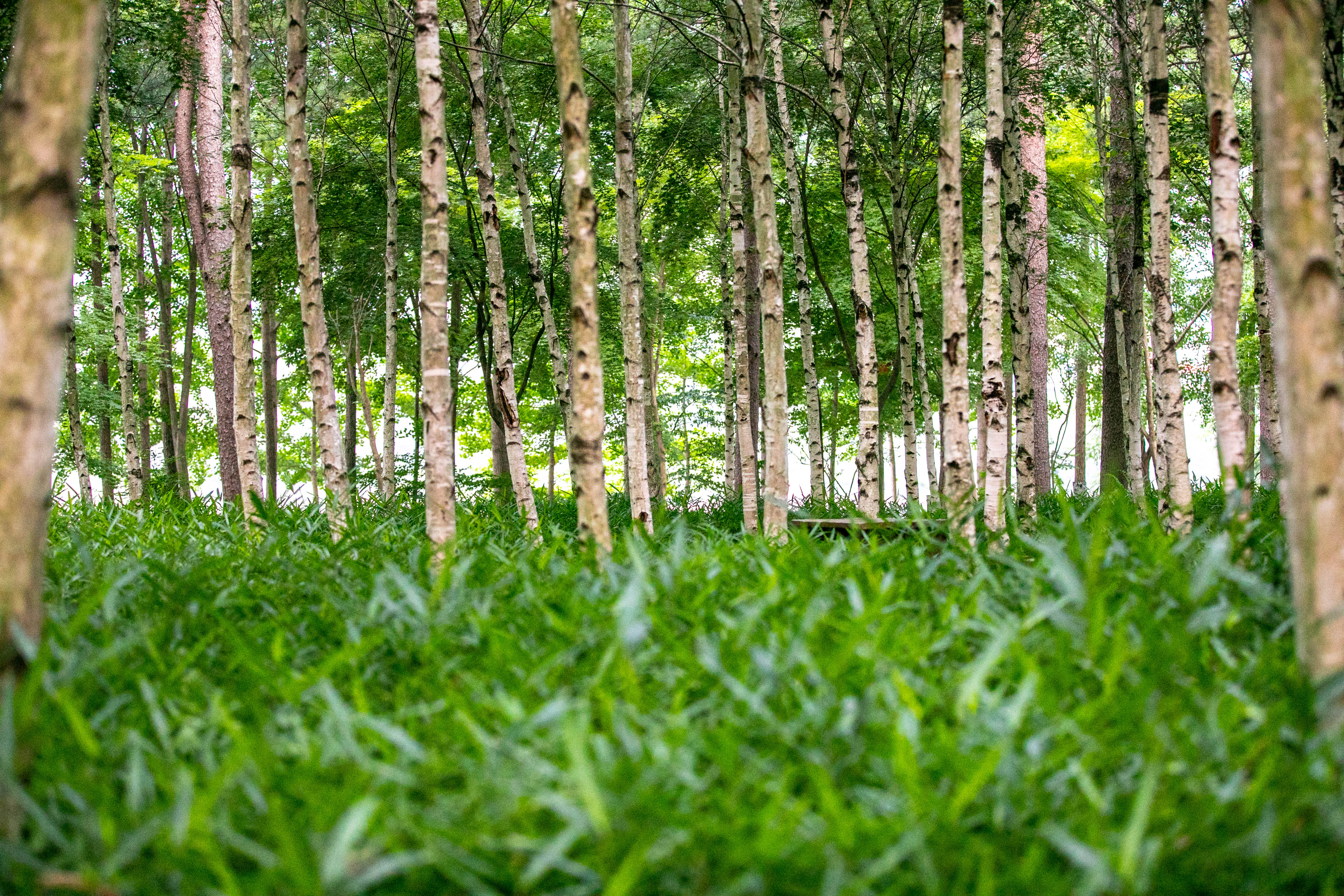 จุดสำคัญต่างๆ ในเกาะนามิ