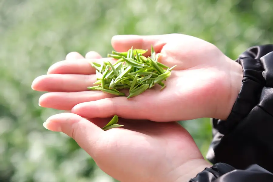 安吉宋茗茶博園